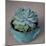 The Little Succulent-Susan Bryant-Mounted Photographic Print