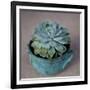 The Little Succulent-Susan Bryant-Framed Photographic Print