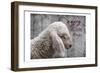 The Little things-Sheldon Lewis-Framed Art Print