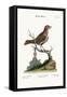 The Little Thrush, 1749-73-George Edwards-Framed Stretched Canvas
