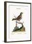 The Little Thrush, 1749-73-George Edwards-Framed Giclee Print