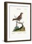 The Little Thrush, 1749-73-George Edwards-Framed Giclee Print