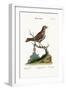 The Little Thrush, 1749-73-George Edwards-Framed Giclee Print