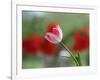 The little tulip-Heidi Westum-Framed Photographic Print