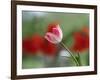 The little tulip-Heidi Westum-Framed Photographic Print