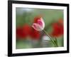 The little tulip-Heidi Westum-Framed Photographic Print