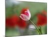 The little tulip-Heidi Westum-Mounted Photographic Print