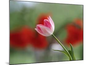 The little tulip-Heidi Westum-Mounted Photographic Print