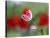 The little tulip-Heidi Westum-Stretched Canvas