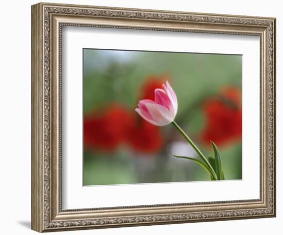 The little tulip-Heidi Westum-Framed Photographic Print