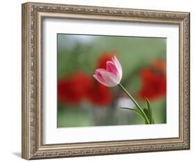 The little tulip-Heidi Westum-Framed Photographic Print