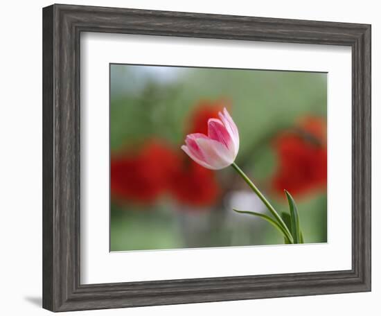 The little tulip-Heidi Westum-Framed Photographic Print