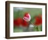 The little tulip-Heidi Westum-Framed Photographic Print
