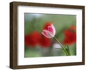 The little tulip-Heidi Westum-Framed Photographic Print