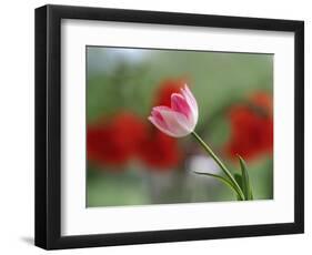 The little tulip-Heidi Westum-Framed Photographic Print