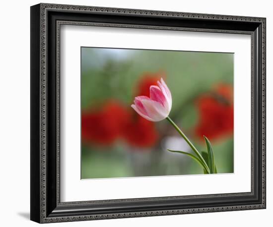 The little tulip-Heidi Westum-Framed Photographic Print