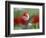 The little tulip-Heidi Westum-Framed Photographic Print