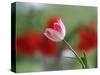 The little tulip-Heidi Westum-Stretched Canvas