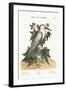 The Little White Heron, 1749-73-Mark Catesby-Framed Giclee Print