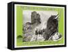 The Lives of a Bengal Lancer, 1935-null-Framed Stretched Canvas