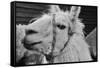 The Llama-meunierd-Framed Stretched Canvas