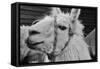 The Llama-meunierd-Framed Stretched Canvas