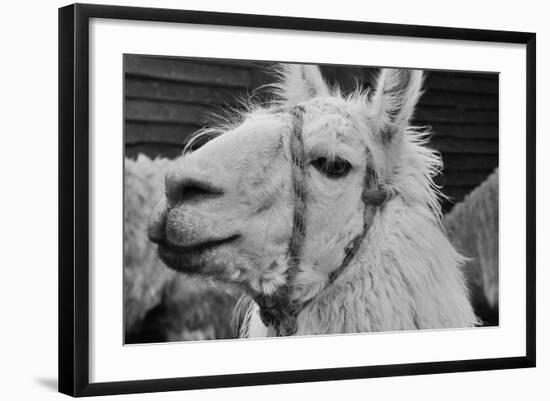 The Llama-meunierd-Framed Photographic Print