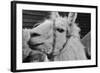 The Llama-meunierd-Framed Photographic Print