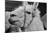The Llama-meunierd-Mounted Photographic Print