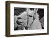 The Llama-meunierd-Framed Photographic Print