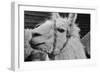 The Llama-meunierd-Framed Photographic Print