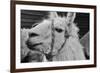 The Llama-meunierd-Framed Photographic Print