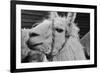 The Llama-meunierd-Framed Photographic Print