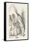 The Lobster at His Toilet-John Tenniel-Framed Stretched Canvas