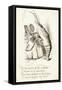 The Lobster-John Tenniel-Framed Stretched Canvas