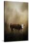 The Lone Calf-Jai Johnson-Stretched Canvas