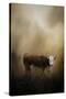 The Lone Calf-Jai Johnson-Stretched Canvas