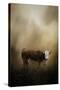 The Lone Calf-Jai Johnson-Stretched Canvas