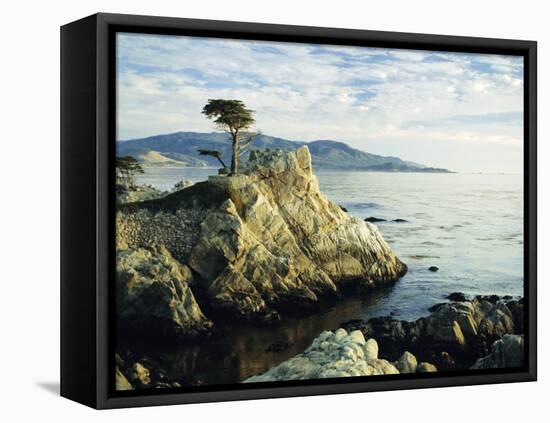 The Lone Cypress Tree on the Coast, Carmel, California, USA-Michael Howell-Framed Stretched Canvas