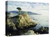 The Lone Cypress Tree on the Coast, Carmel, California, USA-Michael Howell-Stretched Canvas