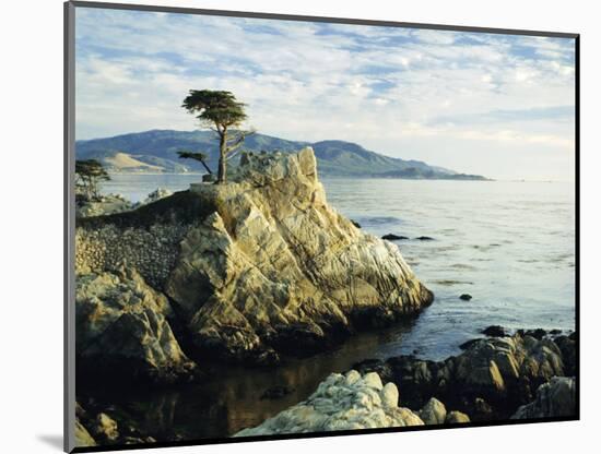 The Lone Cypress Tree on the Coast, Carmel, California, USA-Michael Howell-Mounted Photographic Print