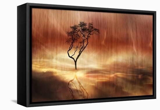 The lonely tree-Heidi Westum-Framed Stretched Canvas