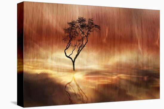 The lonely tree-Heidi Westum-Stretched Canvas