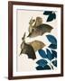 The Long-Eared Bat-Kenneth Lilly-Framed Giclee Print