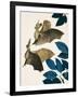 The Long-Eared Bat-Kenneth Lilly-Framed Giclee Print