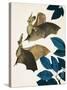 The Long-Eared Bat-Kenneth Lilly-Stretched Canvas