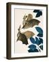 The Long-Eared Bat-Kenneth Lilly-Framed Giclee Print