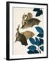 The Long-Eared Bat-Kenneth Lilly-Framed Giclee Print