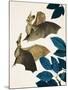 The Long-Eared Bat-Kenneth Lilly-Mounted Giclee Print
