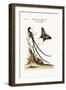 The Long-Tailed Black-Capped Hummingbird, 1749-73-George Edwards-Framed Giclee Print